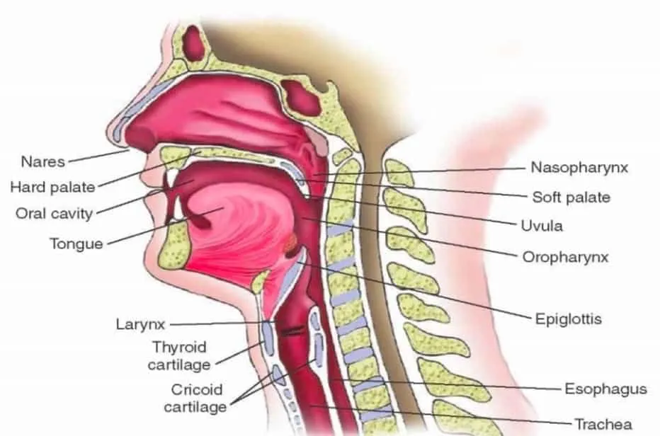 Airway