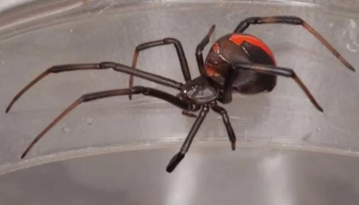 Red back spider, Latrodectus hasseltii, Photo copyright Prof Julian White