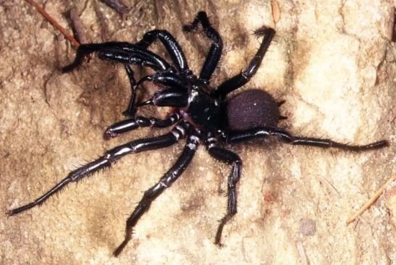 Sydney funnel web spider, Atrax robustus, Photo copyright Prof Julian White