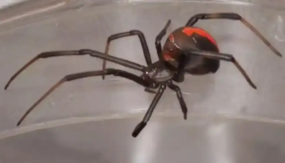 Redback spider, Latrodectus hasselti, Photo copyright Prof Julian White