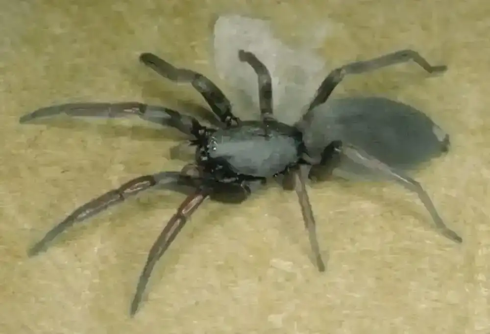 White-tailed spider, Photo copyright Prof Julian White